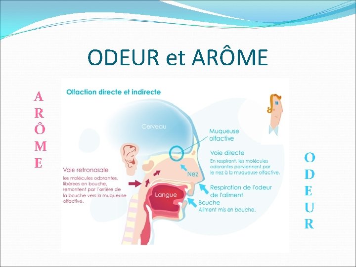 ODEUR et ARÔME A R Ô M E O D E U R ODEUR et ARÔME A R Ô M E O D E U R