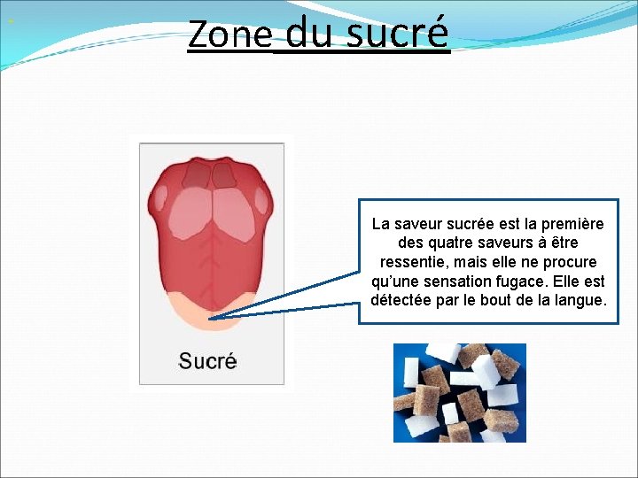 Zone du sucré La saveur sucrée est la première des quatre saveurs à Zone du sucré La saveur sucrée est la première des quatre saveurs à