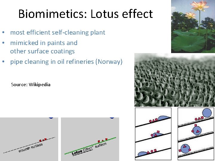 Biomimetics: Lotus effect • most efficient self-cleaning plant • mimicked in paints and other