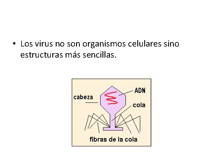  • Los virus no son organismos celulares sino estructuras más sencillas. 