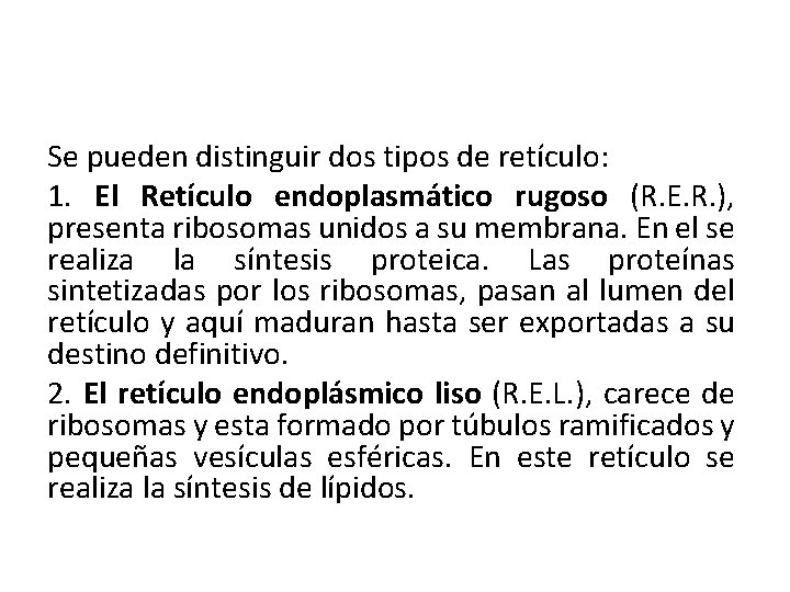 Se pueden distinguir dos tipos de retículo: 1. El Retículo endoplasmático rugoso (R. E.