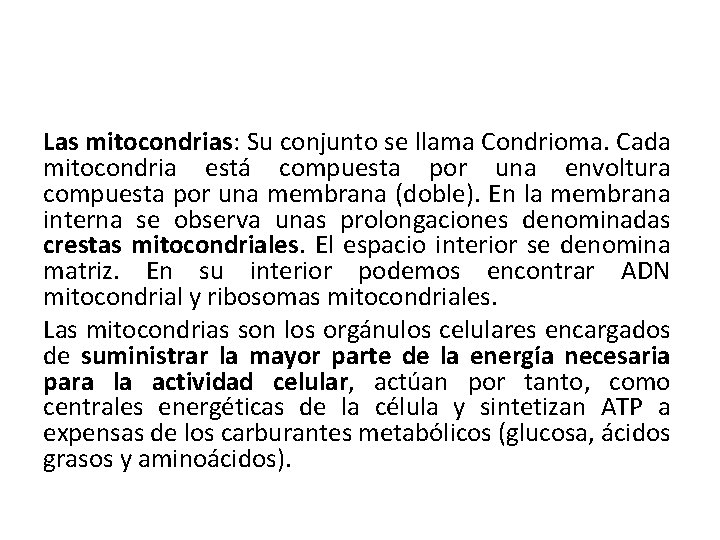 Las mitocondrias: Su conjunto se llama Condrioma. Cada mitocondria está compuesta por una envoltura