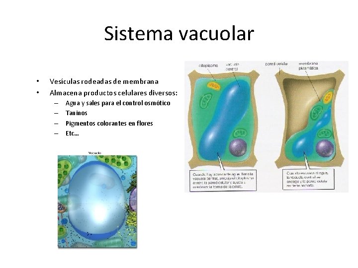 Sistema vacuolar • • Vesículas rodeadas de membrana Almacena productos celulares diversos: – –