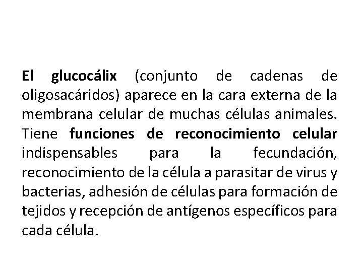 El glucocálix (conjunto de cadenas de oligosacáridos) aparece en la cara externa de la