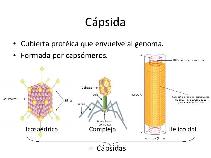 Cápsida • Cubierta protéica que envuelve al genoma. • Formada por capsómeros. Icosaédrica Compleja