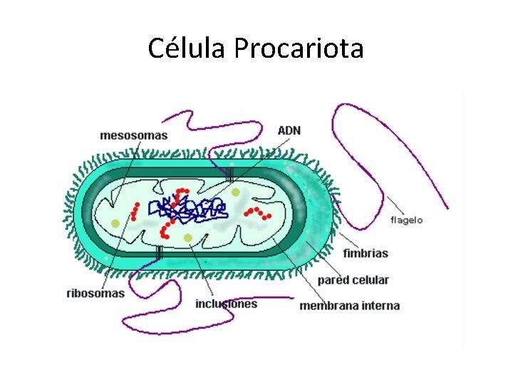 Célula Procariota 