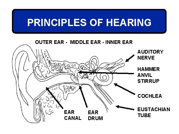 PRINCIPLES OF HEARING OUTER EAR - MIDDLE EAR - INNER EAR AUDITORY NERVE HAMMER