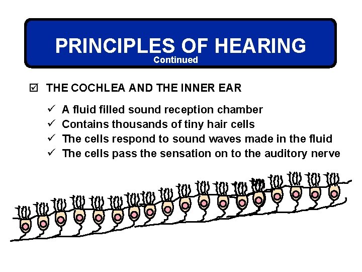 PRINCIPLES OF HEARING Continued þ THE COCHLEA AND THE INNER EAR ü ü A