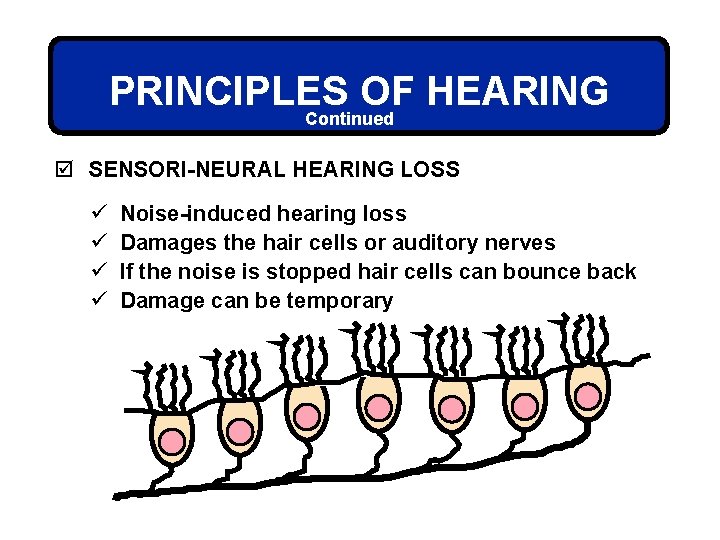 PRINCIPLES OF HEARING Continued þ SENSORI-NEURAL HEARING LOSS ü ü Noise-induced hearing loss Damages