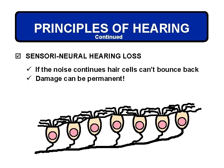 PRINCIPLES OF HEARING Continued þ SENSORI-NEURAL HEARING LOSS ü If the noise continues hair