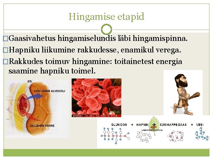 Hingamise etapid �Gaasivahetus hingamiselundis läbi hingamispinna. �Hapniku liikumine rakkudesse, enamikul verega. �Rakkudes toimuv hingamine: