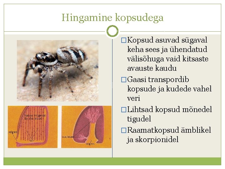 Hingamine kopsudega �Kopsud asuvad sügaval keha sees ja ühendatud välisõhuga vaid kitsaste avauste kaudu