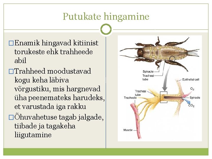 Putukate hingamine �Enamik hingavad kitiinist torukeste ehk trahheede abil �Trahheed moodustavad kogu keha läbiva