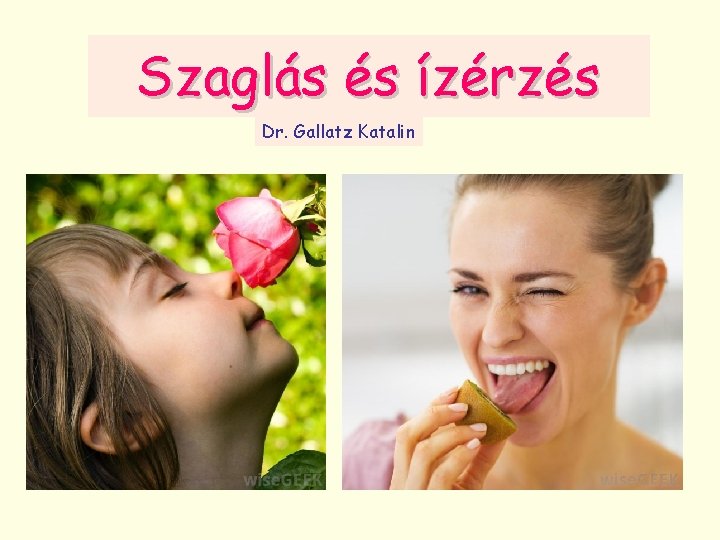 Szaglás és ízérzés Dr. Gallatz Katalin 