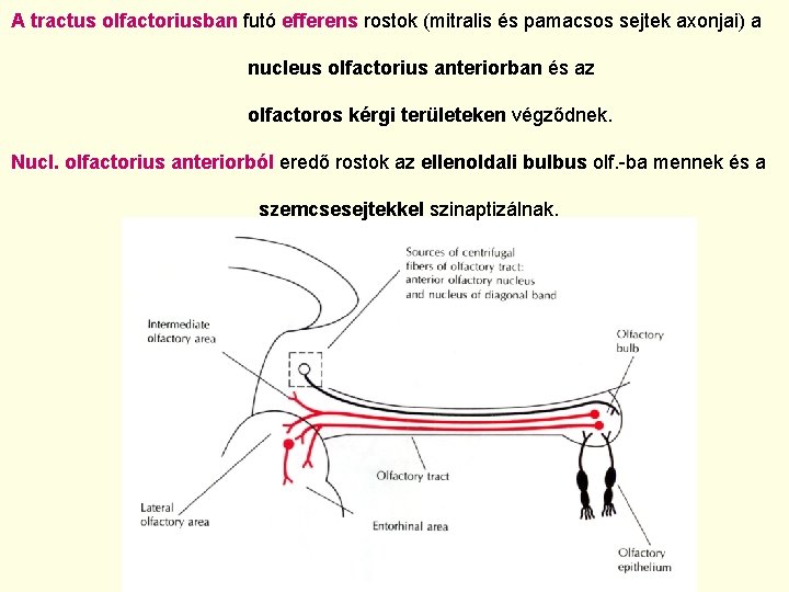A tractus olfactoriusban futó efferens rostok (mitralis és pamacsos sejtek axonjai) a nucleus olfactorius