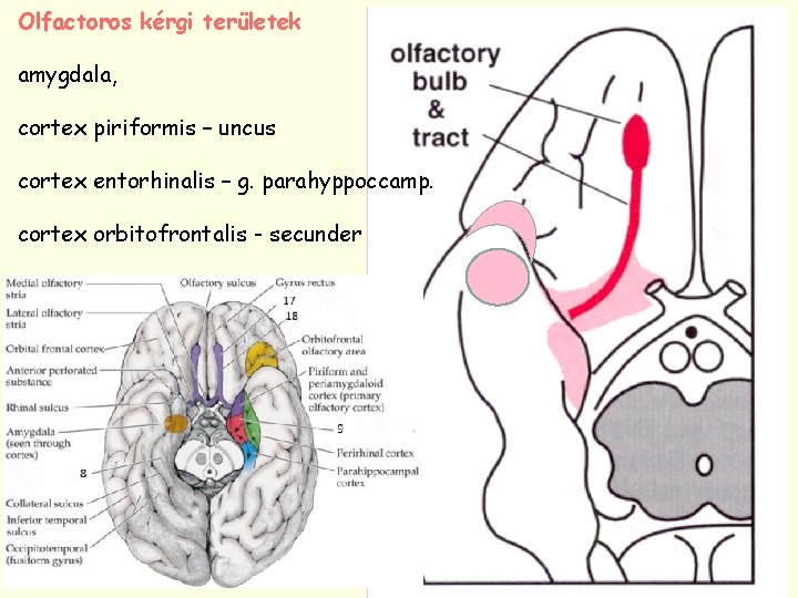 Olfactoros kérgi területek amygdala, cortex piriformis – uncus cortex entorhinalis – g. parahyppoccamp. cortex