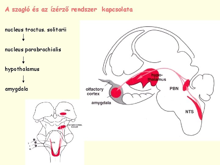 A szagló és az ízérző rendszer kapcsolata nucleus tractus. solitarii nucleus parabrachialis hypothalamus amygdala