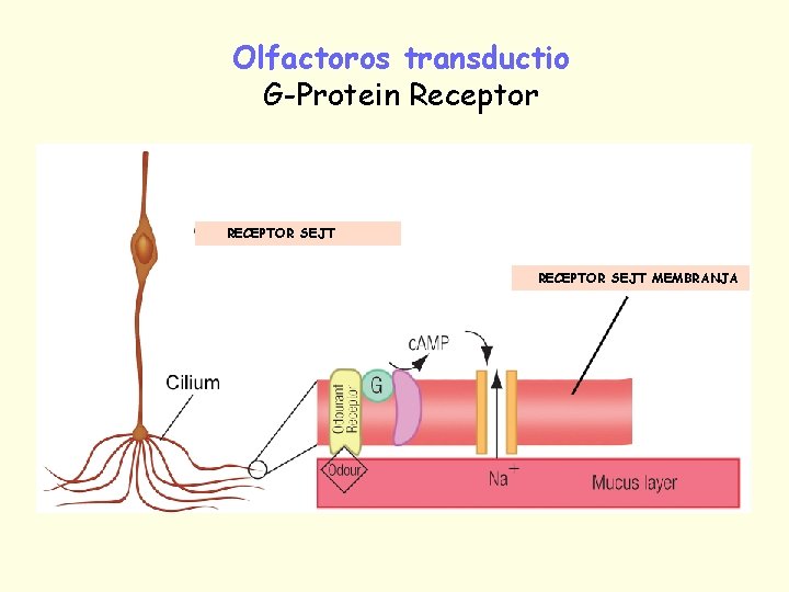 Olfactoros transductio G-Protein Receptor RECEPTOR SEJT MEMBRANJA 