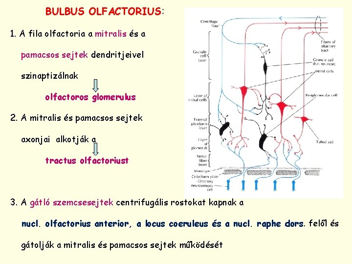 BULBUS OLFACTORIUS: 1. A fila olfactoria a mitralis és a pamacsos sejtek dendritjeivel szinaptizálnak