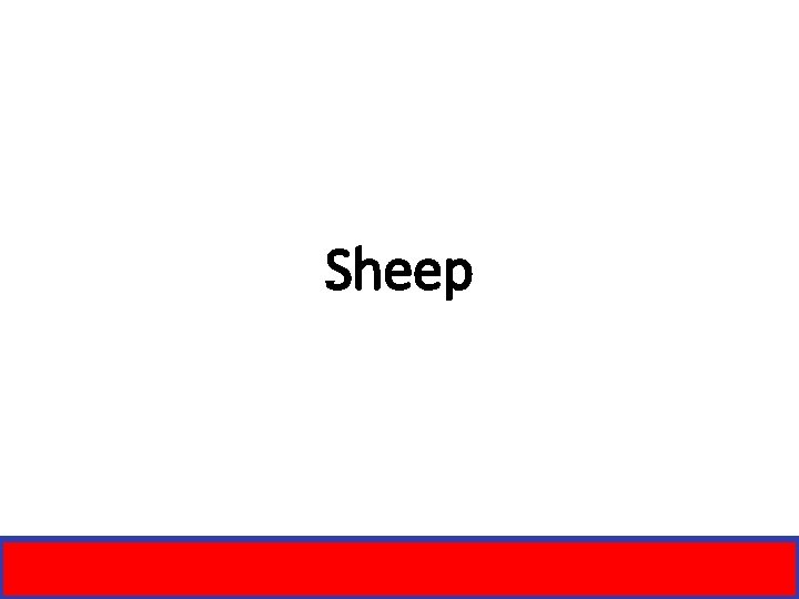 Sheep 