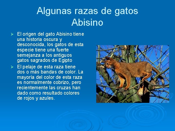Algunas razas de gatos Abisino El origen del gato Abisino tiene una historia oscura