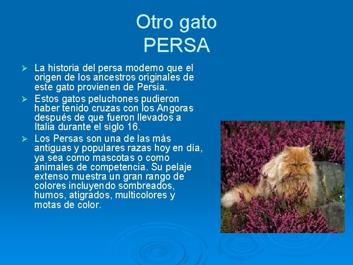 Otro gato PERSA La historia del persa moderno que el origen de los ancestros