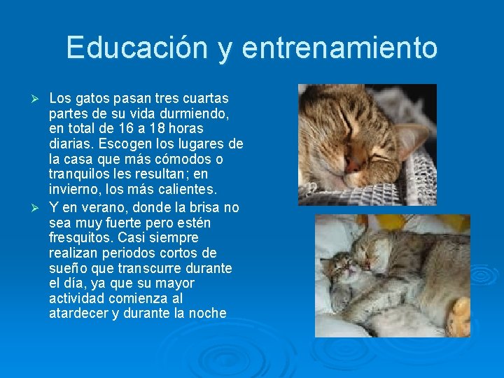 Educación y entrenamiento Los gatos pasan tres cuartas partes de su vida durmiendo, en