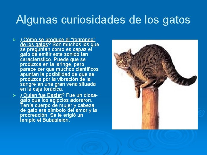 Algunas curiosidades de los gatos ¿Cómo se produce el “ronroneo” de los gatos? Son