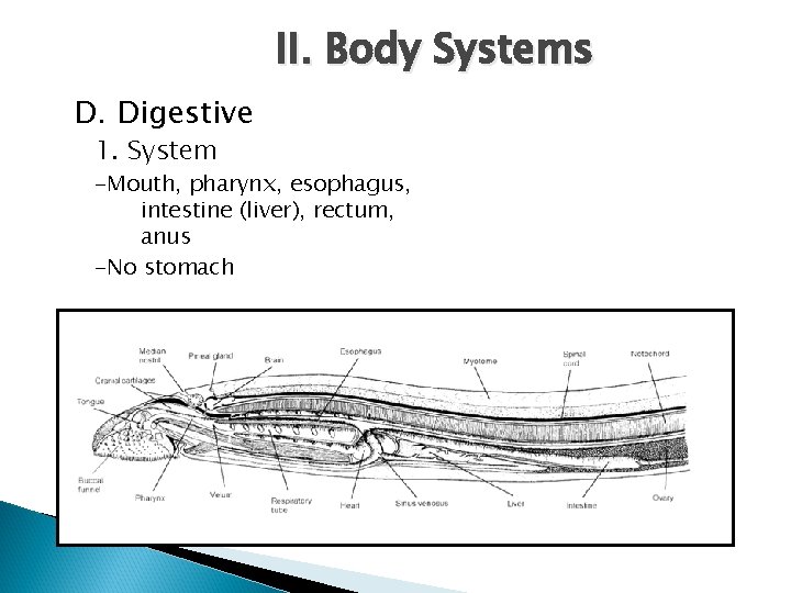 II. Body Systems D. Digestive 1. System -Mouth, pharynx, esophagus, intestine (liver), rectum, anus
