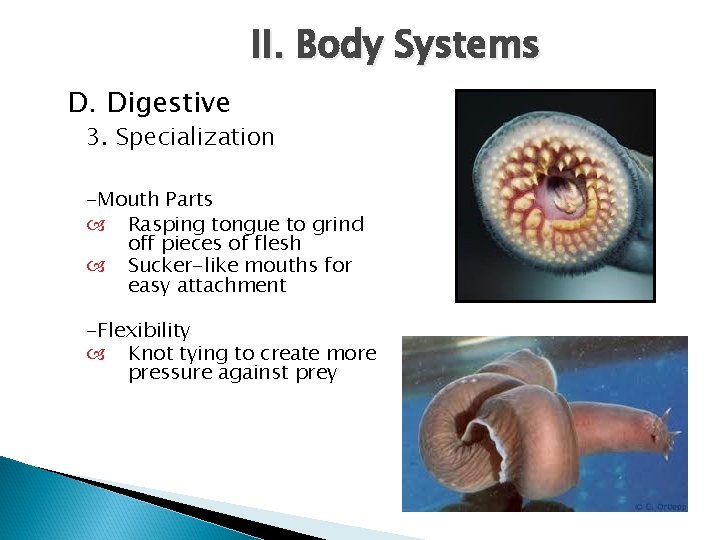 II. Body Systems D. Digestive 3. Specialization -Mouth Parts Rasping tongue to grind off