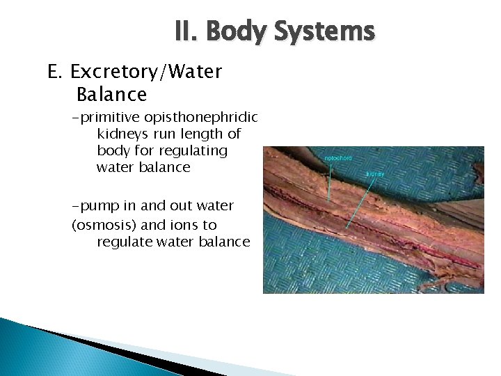 II. Body Systems E. Excretory/Water Balance -primitive opisthonephridic kidneys run length of body for