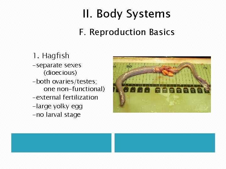 II. Body Systems F. Reproduction Basics 1. Hagfish -separate sexes (dioecious) -both ovaries/testes; one