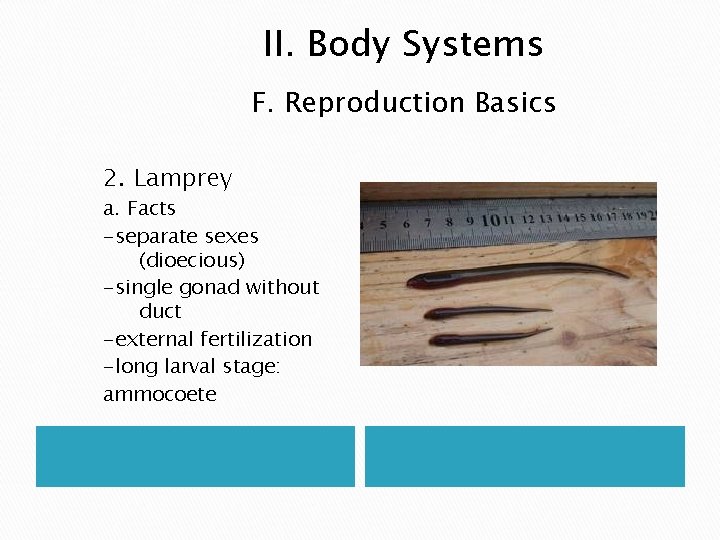 II. Body Systems F. Reproduction Basics 2. Lamprey a. Facts -separate sexes (dioecious) -single