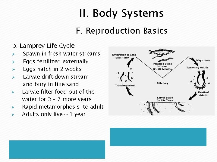 II. Body Systems F. Reproduction Basics b. Lamprey Life Cycle Ø Ø Ø Ø