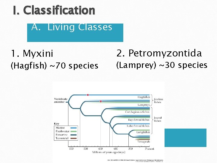 I. Classification A. Living Classes 1. Myxini (Hagfish) ~70 species 2. Petromyzontida (Lamprey) ~30