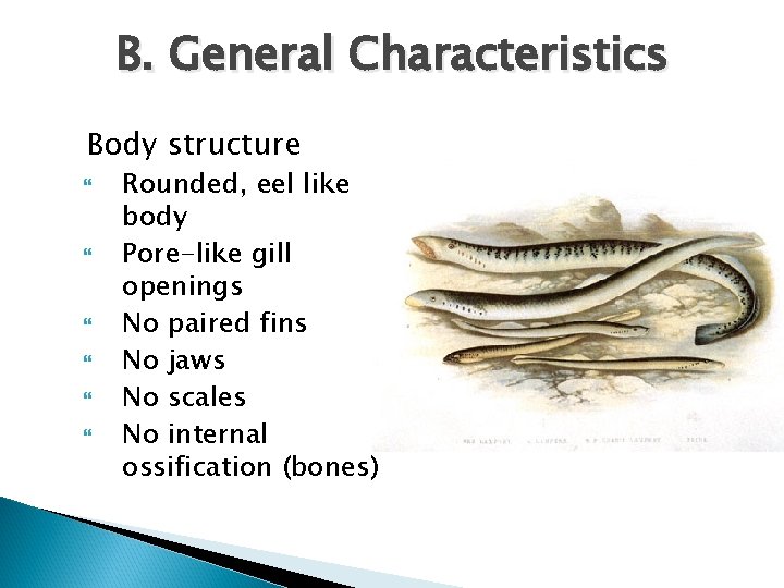 B. General Characteristics Body structure Rounded, eel like body Pore-like gill openings No paired