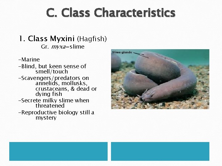 C. Class Characteristics 1. Class Myxini (Hagfish) Gr. myxa=slime -Marine -Blind, but keen sense