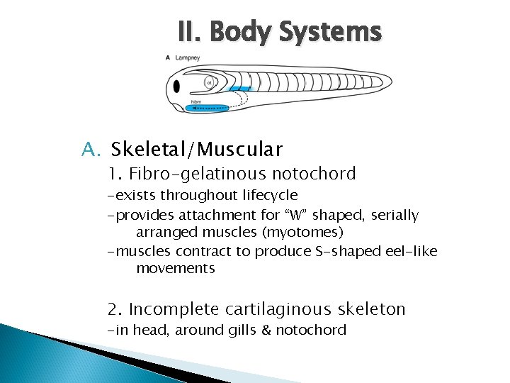 II. Body Systems A. Skeletal/Muscular 1. Fibro-gelatinous notochord -exists throughout lifecycle -provides attachment for