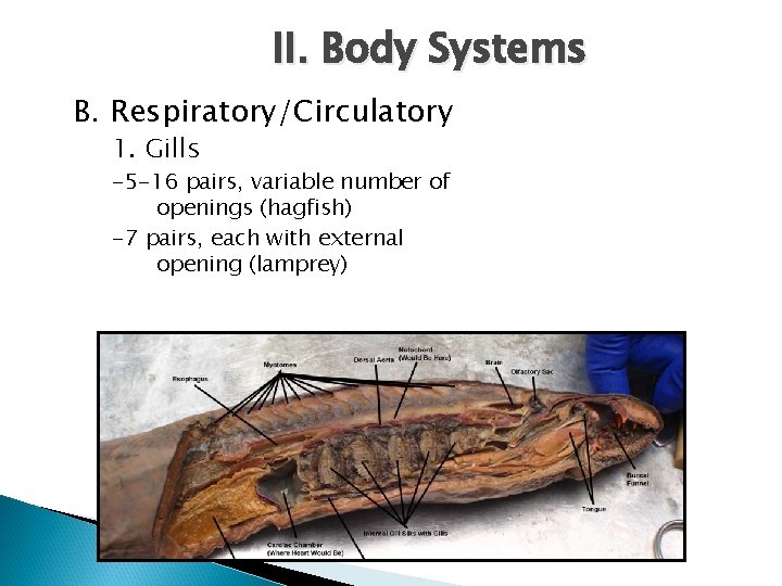 II. Body Systems B. Respiratory/Circulatory 1. Gills -5 -16 pairs, variable number of openings