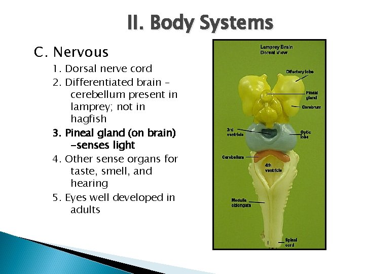 II. Body Systems C. Nervous 1. Dorsal nerve cord 2. Differentiated brain – cerebellum