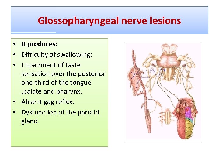 Glossopharyngeal nerve lesions • It produces: • Difficulty of swallowing; • Impairment of taste