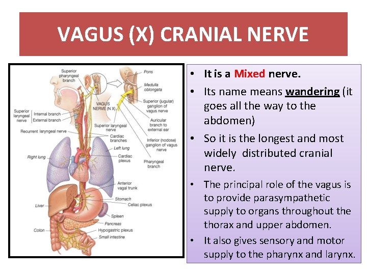 VAGUS (X) CRANIAL NERVE • It is a Mixed nerve. • Its name means