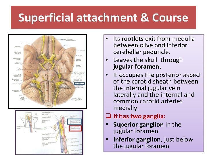 Superficial attachment & Course • Its rootlets exit from medulla between olive and inferior