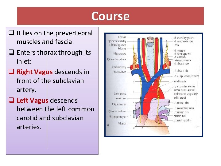 Course q It lies on the prevertebral muscles and fascia. q Enters thorax through