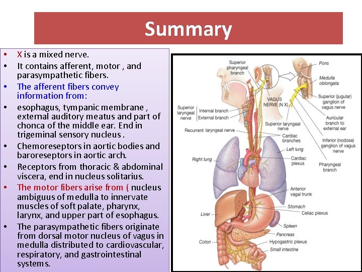 Summary • • X is a mixed nerve. It contains afferent, motor , and