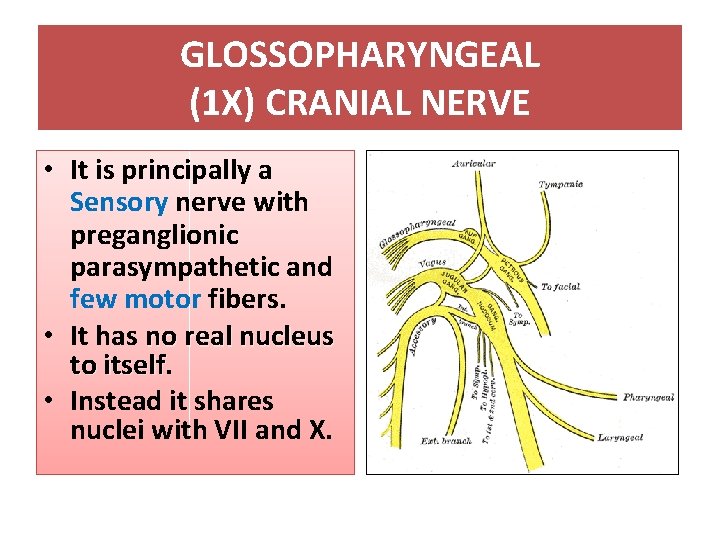 GLOSSOPHARYNGEAL (1 X) CRANIAL NERVE • It is principally a Sensory nerve with preganglionic
