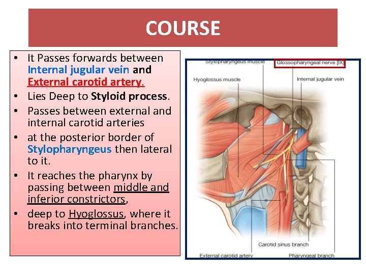 COURSE • It Passes forwards between Internal jugular vein and External carotid artery. •