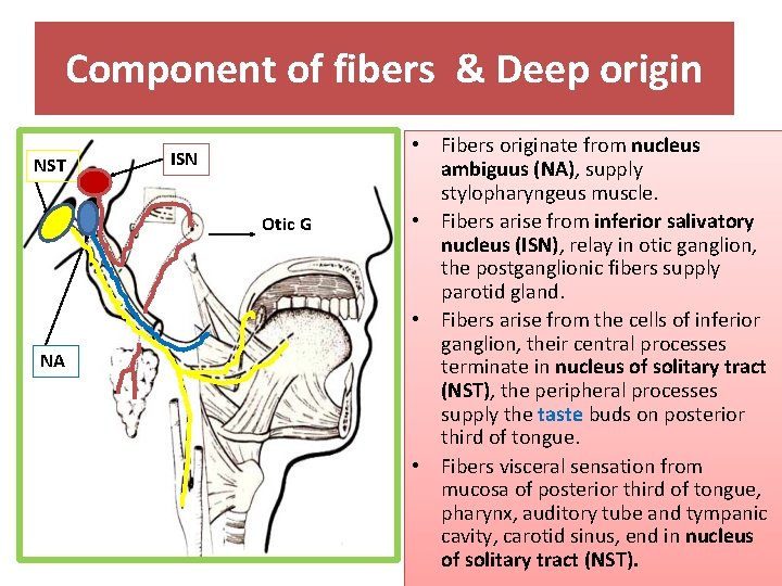 Component of fibers & Deep origin NST ISN Otic G NA • Fibers originate