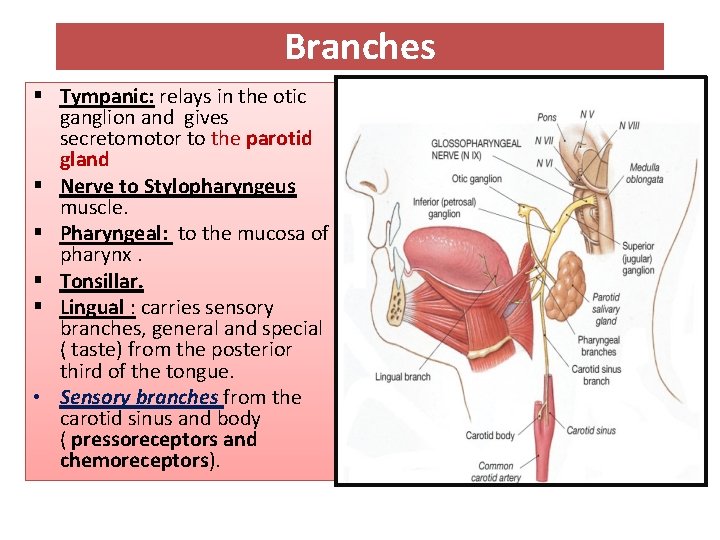 Branches § Tympanic: relays in the otic ganglion and gives secretomotor to the parotid