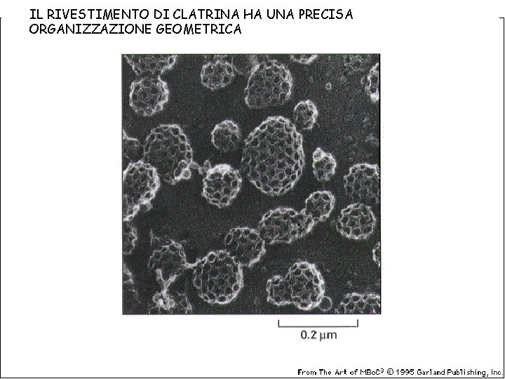 IL RIVESTIMENTO DI CLATRINA HA UNA PRECISA ORGANIZZAZIONE GEOMETRICA 